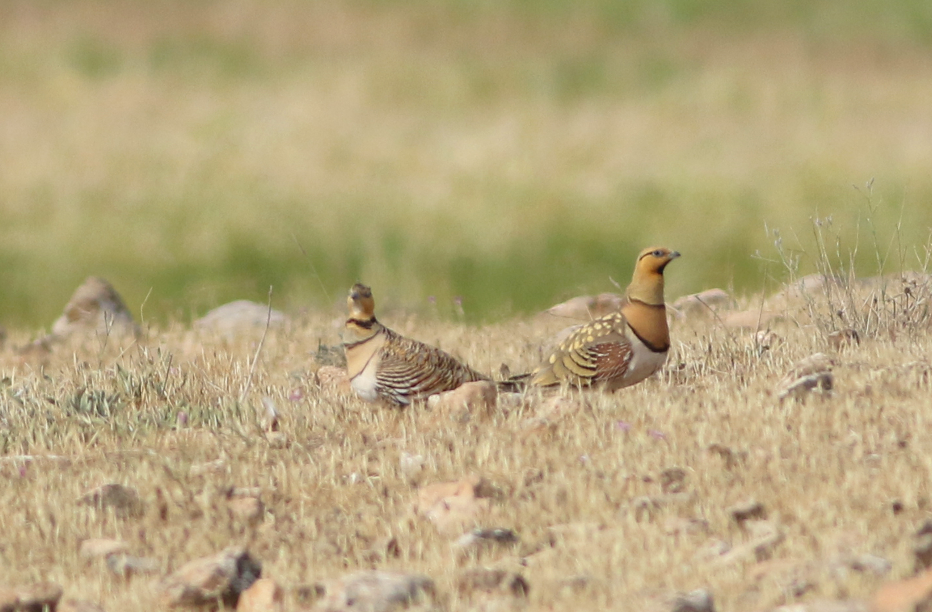 Pin-tailed Sandgrouse